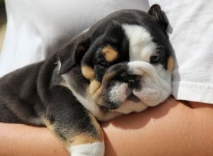 Wunderschöne englische Bulldoggenwelpen zu verkaufen. Saarbruecken - photo 1