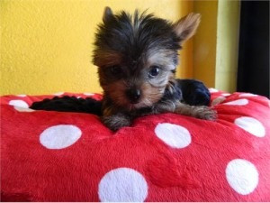 Gesunde Yorkie-Welpen zur Neuvermittlung Düsseldorf - изображение 1