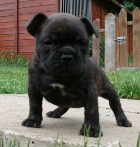 Reinrassige AKC-Welpen der Französischen Bulldogge verfügbar Munich - photo 1