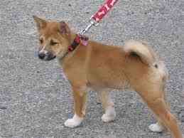 Shiba Inu-Welpen bereit Dresden