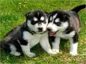 Sibirische Huskies hier auf der Ranch. Erfurt