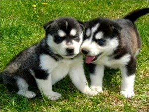 Sibirische Huskies hier auf der Ranch. Эрфурт - изображение 1