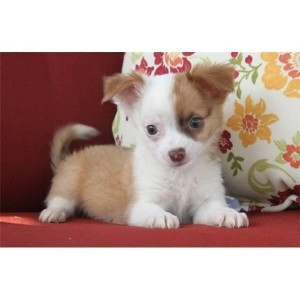 Winzige Chihuahua-Welpen Штутгарт - изображение 1