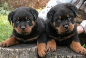 Zu Hause aufgezogene Rottweiler-Welpen zu verkaufen. Potsdam - photo 1