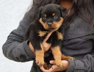 AKC-registrierte Rottweiler-Welpen zu verkaufen. Bremen - изображение 1