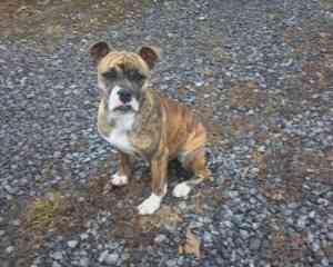 Niedlicher Olde English Bulldog Welpe Bremen