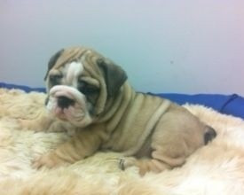 Entwurmte Bulldoggenwelpen zu verkaufen Hannover - photo 1