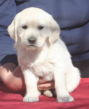 Goldene Labrador-Welpen zur kostenlosen Adoption Mainz - изображение 1