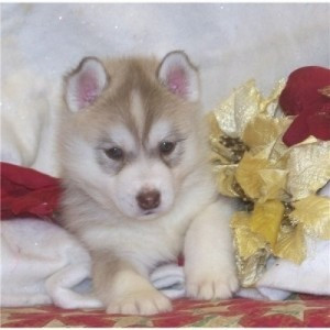 Hübsche Siberian Husky-Welpen für eine liebevolle Familie Hannover - изображение 1