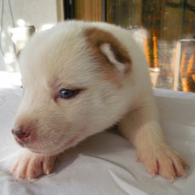 Wunderschöner, seltener brauner gescheckter Husky-Welpe mit blauen Augen Магдебург - изображение 1