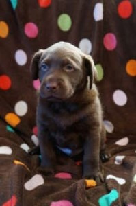 Labrador Retriever-Welpen Schwerin - photo 1