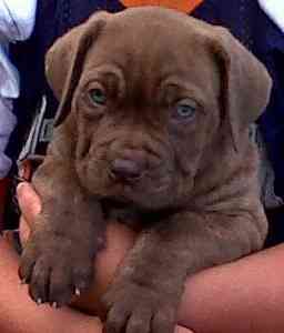 Französisch-Neapolitanischer Mastiff-Welpen München