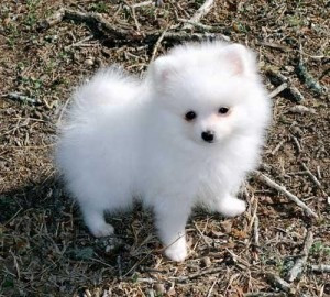 12 Wochen alter weiblicher AKC-Pomeranian-Welpe Potsdam - photo 1