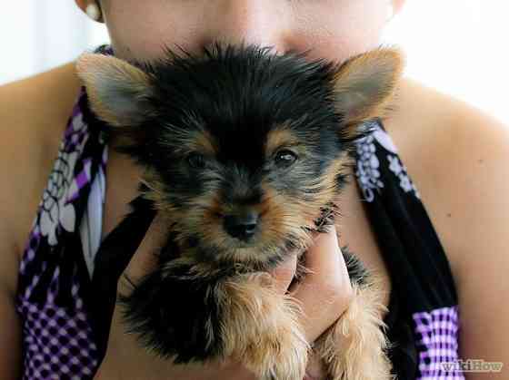 Teacup-Yorkies gratis Mainz