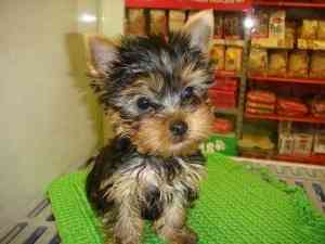 Gesunde Yorkshire-Terrier-Welpen Mainz