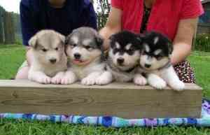 Just Ready For Kids sind Alaskan Malamute Welpen Magdeburg