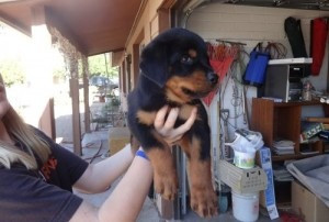 Süße Rottweiler-Welpen zur Adoption Hamburg - изображение 1