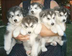 Günstige Alaskan Malamute-Welpen Шверин