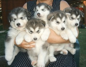 Günstige Alaskan Malamute-Welpen Schwerin - photo 1