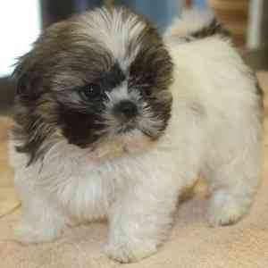 Shih Tzu-Welpen Erfurt