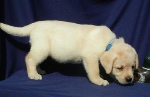 Gelbe Labrador Retriever-Welpen. Stuttgart - photo 1