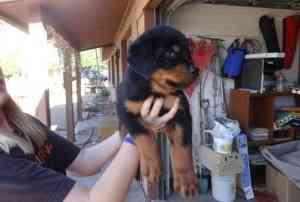 Gut ausgebildete Rottweiler-Welpen Potsdam