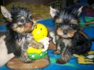 Yorkshire Terrier Welpen Mainz