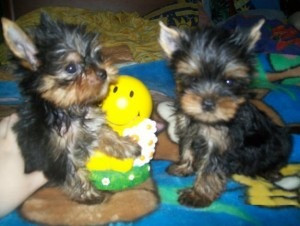 Yorkshire Terrier Welpen Mainz - photo 1