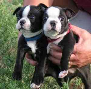 Boston Terrier Welpe Dresden