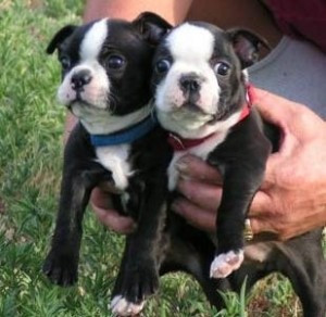 Boston Terrier Welpe Dresden - изображение 1