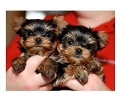 Yorkies (1 Weibchen/1 Männchen) Берлин - изображение 1