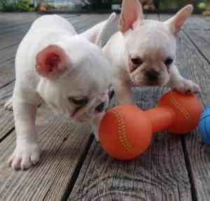 Saubere und charmante Französische Bulldoggenwelpen Потсдам