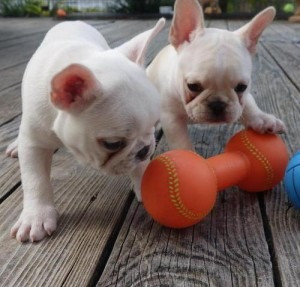 Saubere und charmante Französische Bulldoggenwelpen Potsdam - photo 1