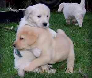 Hochwertige Labrador Retriever-Welpen. Потсдам