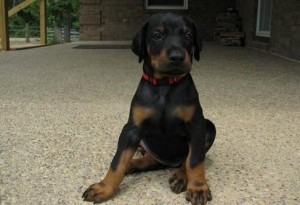 Ausgezeichnete männliche und weibliche Dobermann-Welpen zu verkaufen Bremen - photo 1