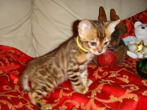 Hansom, kleine Bengal-Kätzchen für ein gutes Zuhause Bremen - изображение 1