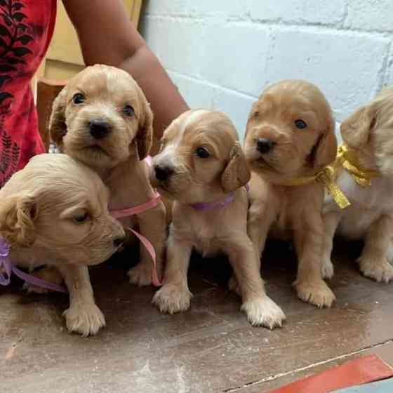 Cocker-Spaniel-Welpen sind bereit Ерфурт