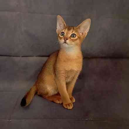 Abyssinian kittens Dresden