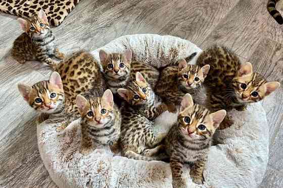 Bengal kittens Берлін