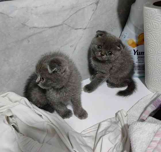 Scottish fold kittens Берлін