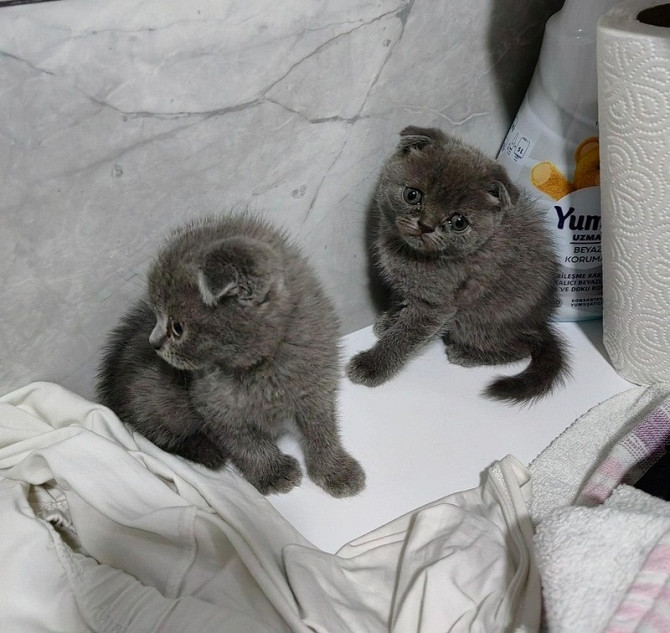 Scottish fold kittens Berlin - photo 1