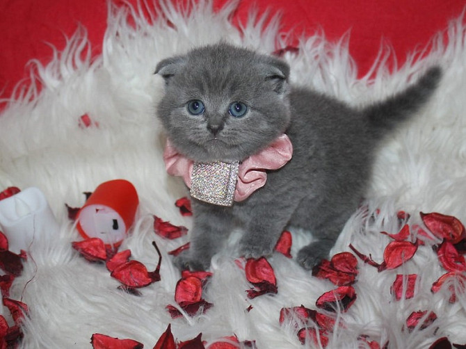 Scottish Fold Kätzchen zu verkaufen Erfurt - photo 1