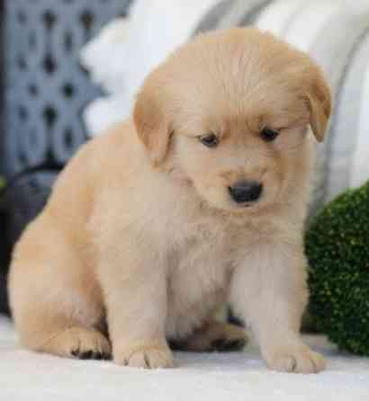 Golden Retriever pups te koop Берлин