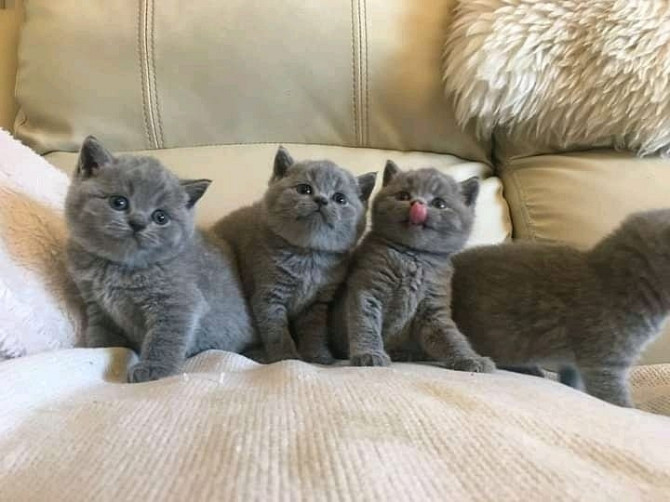 British Shorthair kittens Nuernberg - photo 1