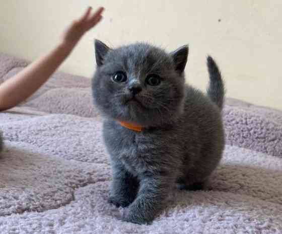 British Shorthair kittens Хайдельберг