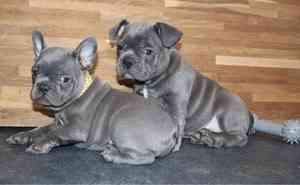 french bulldog puppies for adoption Майнц