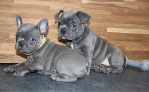 french bulldog puppies for adoption Mainz - изображение 1