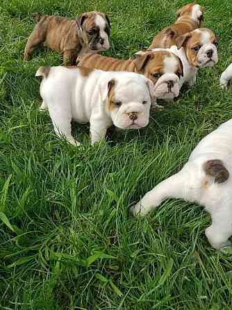 Stubenreine englische Bulldoggenwelpen bereit für ihr neues Zuhause. Hannover