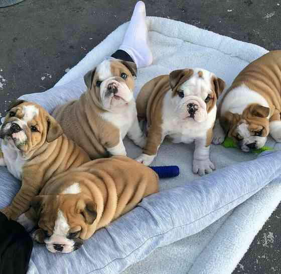 English Bulldog puppies Вісбаден