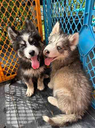 Teddybär, flauschiger Husky Hamburg